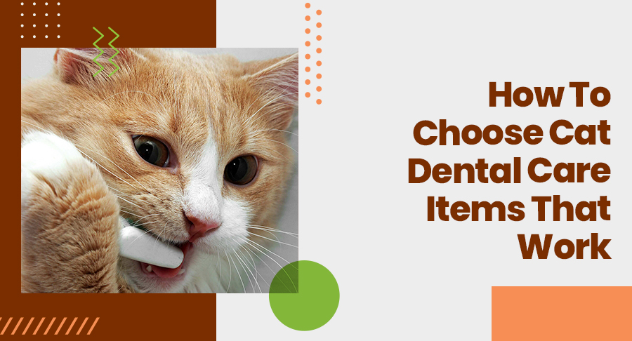 dental chews for cats
